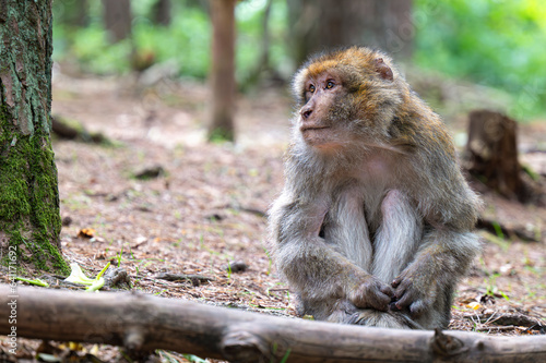 Macaque © claudebencimon