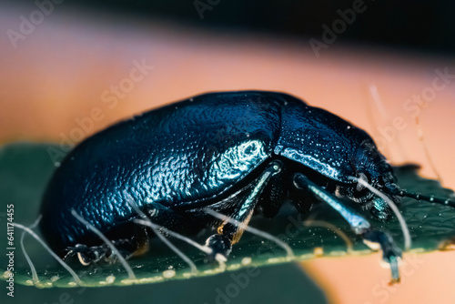Macro shot of great blue beetle. Iridescent blue beetle rests on a leaf. Close-up portrait of colorful insect in its ecosystem. Nature and ultra macro photography. © Pier Fax