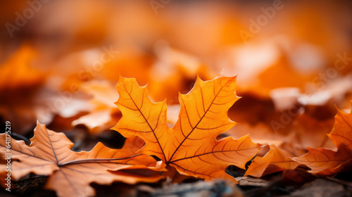 Orange fall leaves in park, natural background