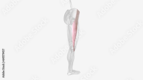 The ITB runs along the lateral thigh and serves as an important structure involved in lower extremity motion photo