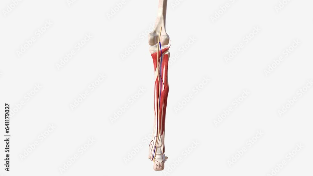 Muscle, nerve, ligament and vessel in the leg . Muscle, nerve, ligament and vessel in the leg .