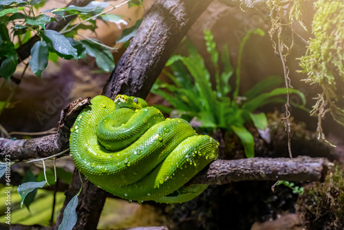 The green tree python (Morelia viridis) is a species of snake in the family Pythonidae.  photo
