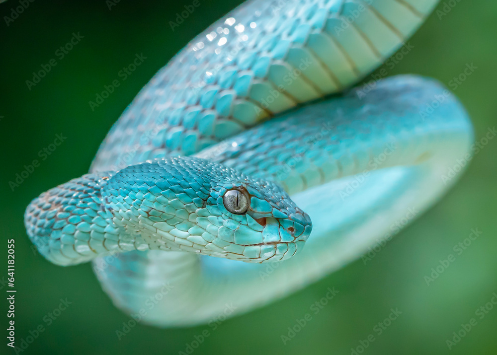 Fototapeta premium close up of a snake