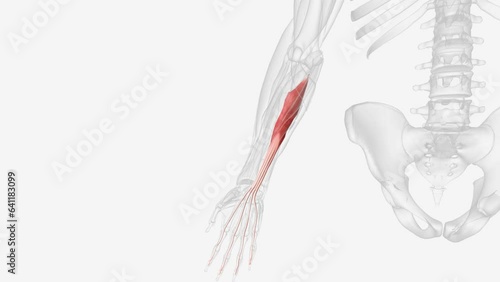 flexor digitorum profundus is a muscle in the forearm of humans that flexes the fingers photo