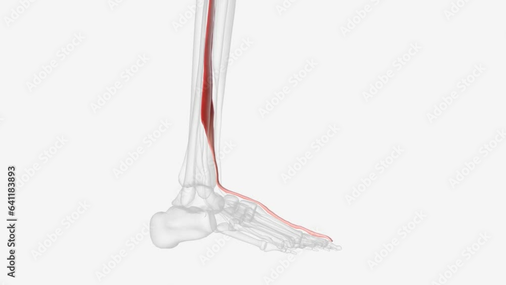 The extensor hallucis longus muscle is a thin skeletal muscle, situated ...