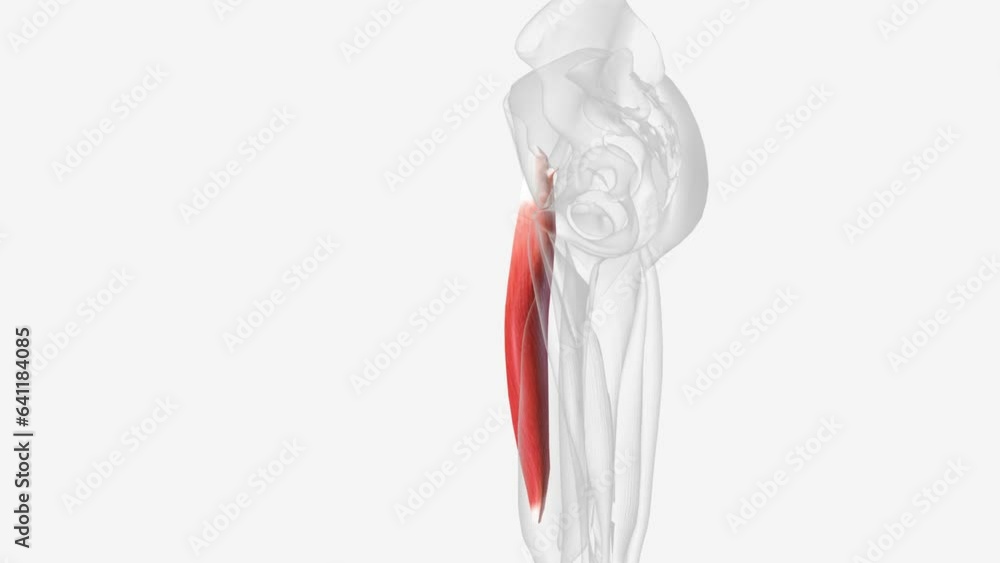 The rectus femoris is a long, fleshy muscle located in the anterior compartment of the thigh The rectus femoris is a long, fleshy muscle located in the anterior compartment of the thigh