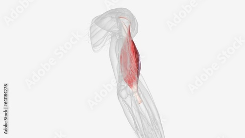 The brachialis (brachialis anticus), also known as the Teichmann muscle, is a muscle in the upper arm that flexes the elbow photo