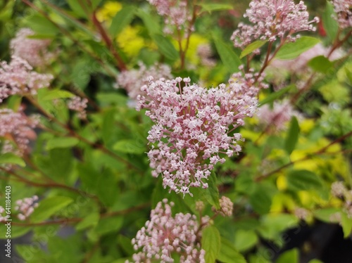 Photos Ceanothus x pallidus 'Marie Simon'