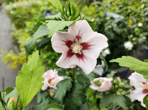 Hibiscus syriacus 'Hamabo' photo