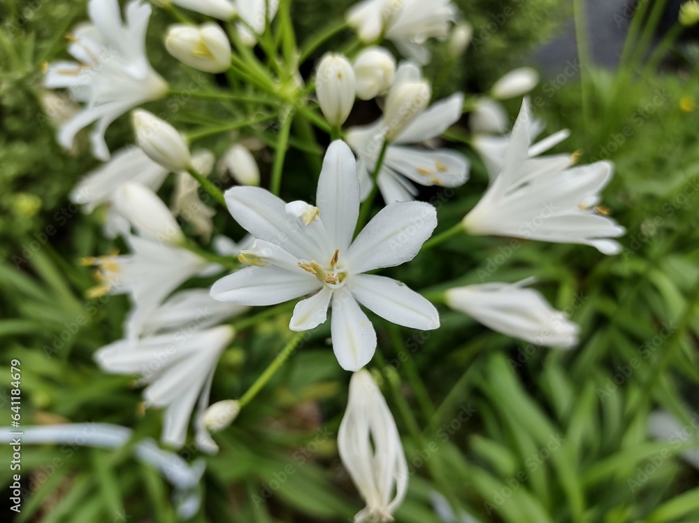 Agapanthus 'Kilmurry White' Agapanthus 'Kilmurry White'