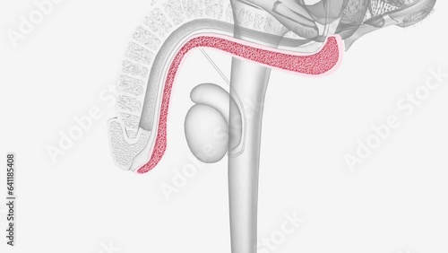 Corpus spongiosum of penis 3d medical photo