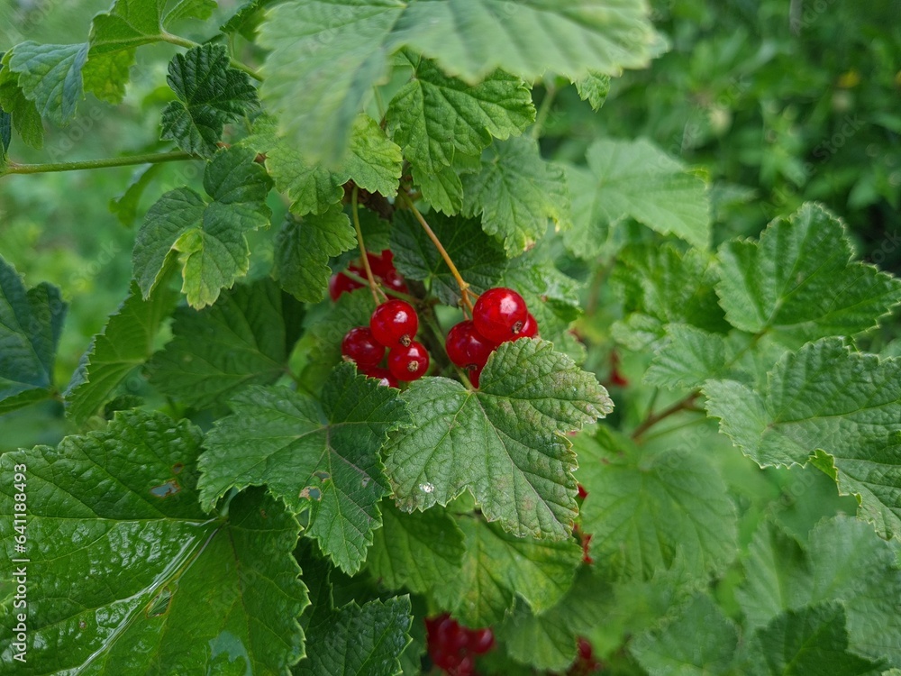 A Glimpse of Red Currants Amidst Lush Green Leaves A Glimpse of Red Currants Amidst Lush Green Leaves