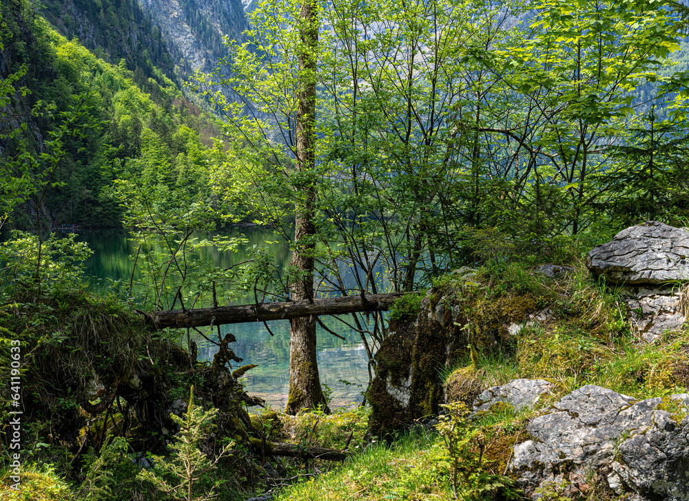 Obraz premium Landschaft und Naturschutzgebiete rund um den Obersee, Nationalpark Berchtesgaden, Bayern, Deutschland