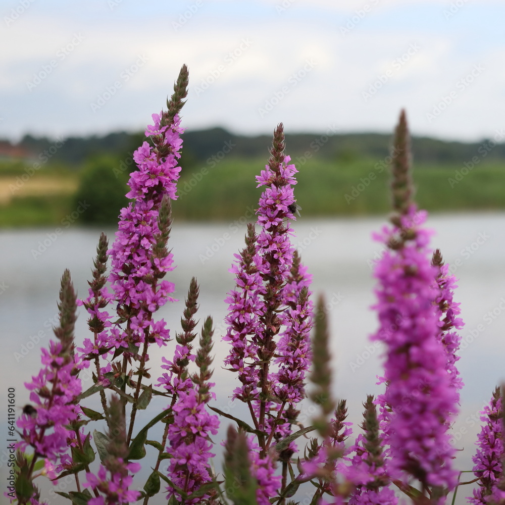 Fototapeta premium Lythrum salicaria. Purple herb growing by the pond