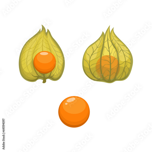 Фотография Ground Cherries Or Tomatillo Unique Fruit Set Cartoon illustration Vector