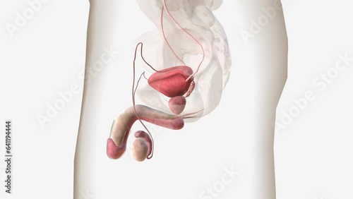 The male reproductive system includes the penis, scrotum, testes, epididymis, vas deferens, prostate, and seminal vesicles