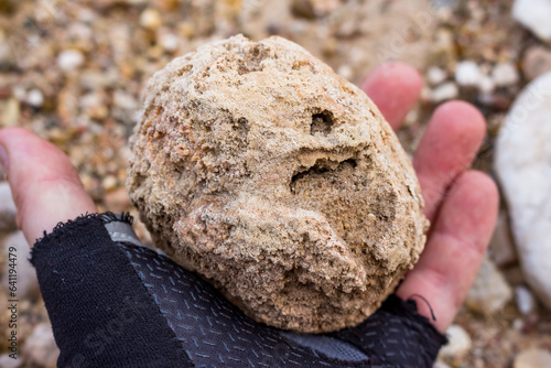 Fossilized fossil sponge Chaetetes of spherical shape in hand, Russia photo