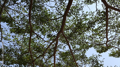 Green leaf and branches