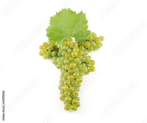 Friulano grape, also called Sauvignonasse or Sauvignon Vert, on white background.