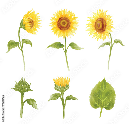 Fototapeta Naklejka Na Ścianę i Meble -  Set of sunflower hand drawn watercolor vector illustration