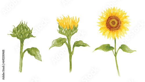 Fototapeta Naklejka Na Ścianę i Meble -  Set of sunflower hand drawn watercolor vector illustration