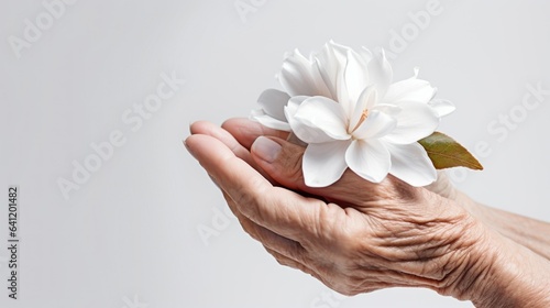 Longevity, Live to 100, Secrets of the Blue Zones, people living longest, happiest lives. Old senior female hand holding one white flower web banner, background