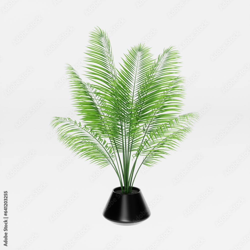 Decorative Plant in a pot isolated on white background, Chrysalidocarpus Lutescens, Areca Lutescens Decorative Plant in a pot isolated on white background, Chrysalidocarpus Lutescens, Areca Lutescens