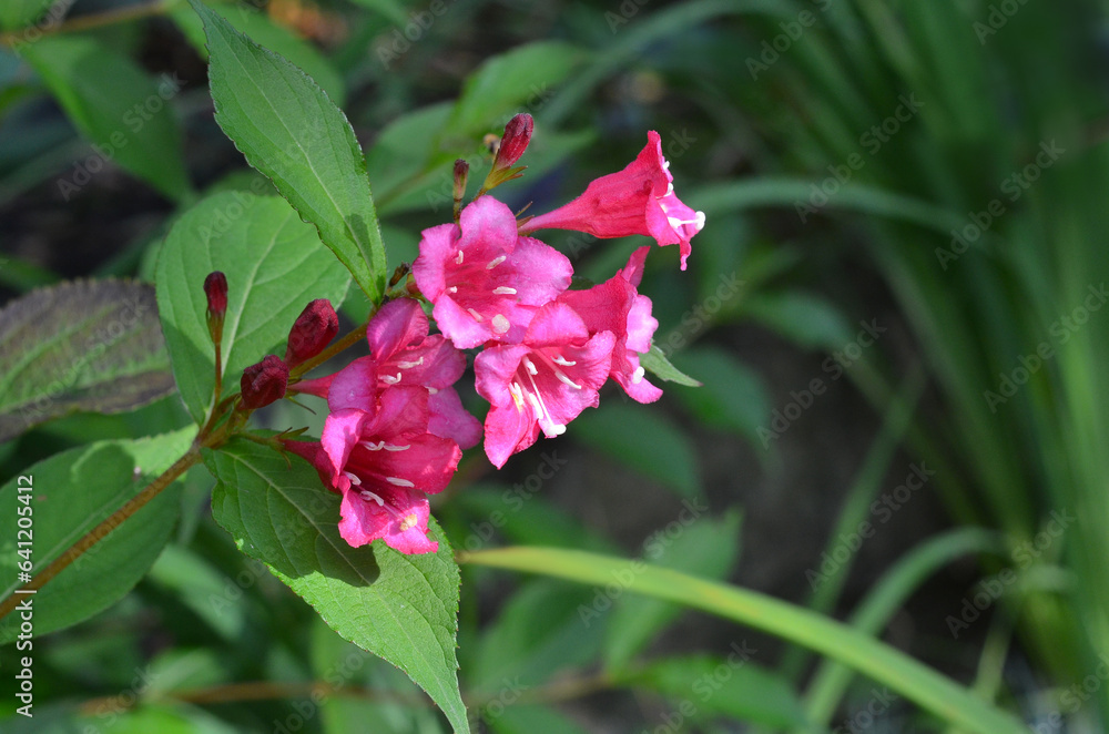 Blooming branch with bright pink flowers of Weigela florida Lucifer (Vangela) . Gardening, planting concept. Free copy space Blooming branch with bright pink flowers of Weigela florida Lucifer (Vangela) . Gardening, planting concept. Free copy space