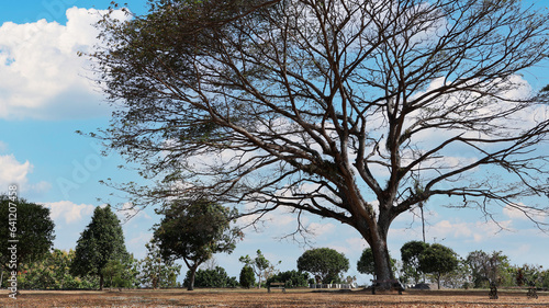 Beautiful giant trees in sunny Indonesia.