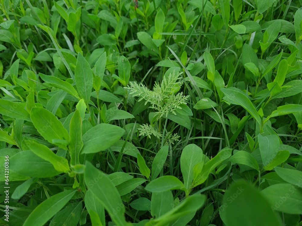 Serene Green Leaves as a Captivating Background Serene Green Leaves as a Captivating Background
