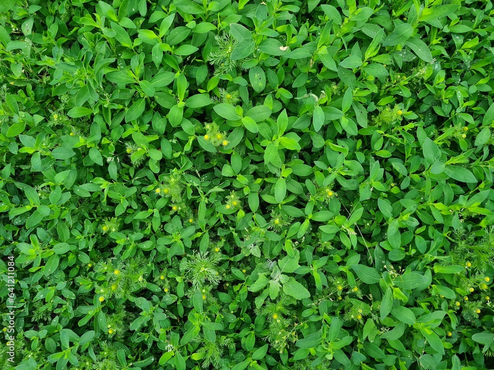 Serene Green Leaves as a Captivating Background Serene Green Leaves as a Captivating Background