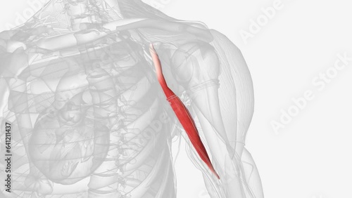 The coracobrachialis muscle is a muscle in the upper medial part of the arm. It is located within the anterior compartment of the arm photo