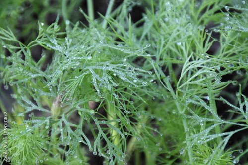 A Captivating Close-Up of Fresh Green Dill