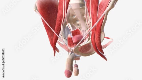 The male pelvic floor muscles support the bladder and bowel and affect sexual function