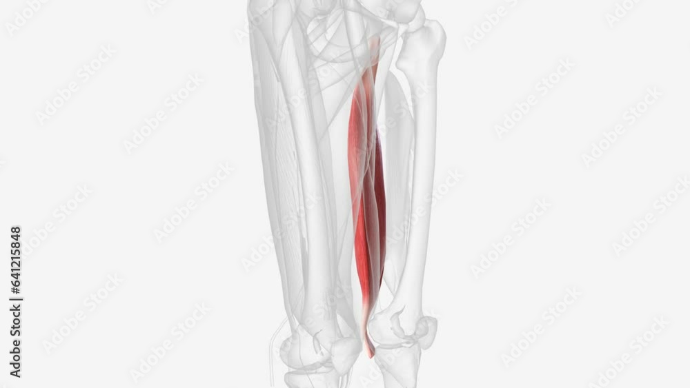 The semimembranosus is a muscle within the posterior compartment of the thigh The semimembranosus is a muscle within the posterior compartment of the thigh