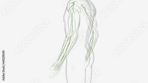 Lymphatics of upper limb 3d medical photo