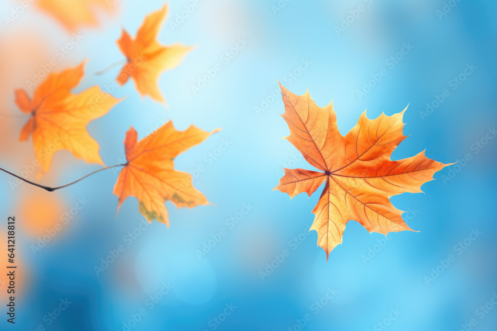 Yellow and orange fallen maple leaves on blue background. Abstract autumn natural backdrop. Fall season Yellow and orange fallen maple leaves on blue background. Abstract autumn natural backdrop. Fall season