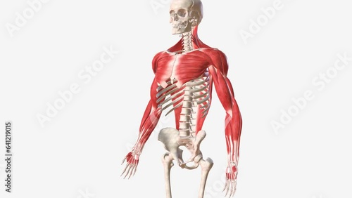 The muscles of the upper limb can be divided into 6 different regions: pectoral, shoulder, upper arm, anterior forearm, posterior forearm, and the hand . photo