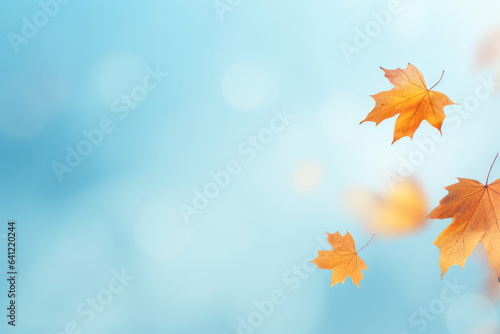 Yellow and orange fallen maple leaves on blue background. Abstract autumn natural backdrop. Fall season