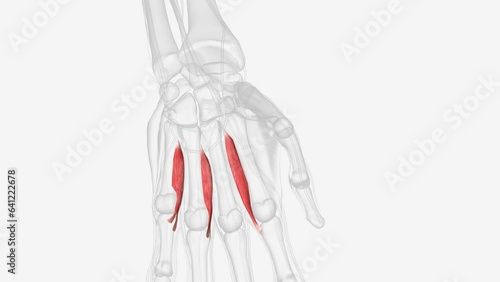3 muscles forming the palmar interosseous photo