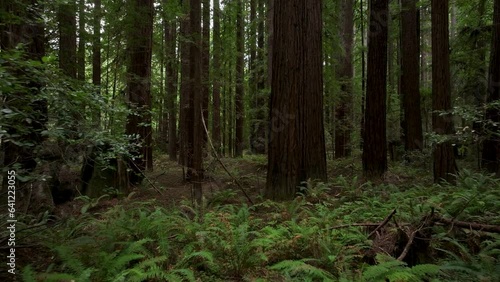 Aerial California thru coastal redwoods forest 2. Northern ocean shoreline coastal ecosystem landscape. Sequoia are tallest trees on earth. Forest old growth temperate rainforests.