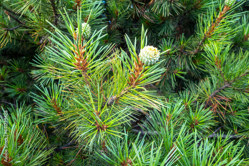 Indian Pine. Detailed close-up: leaves & young fruit buds of Pinus roxburghii, Himalayan native. Ideal for nature projects.