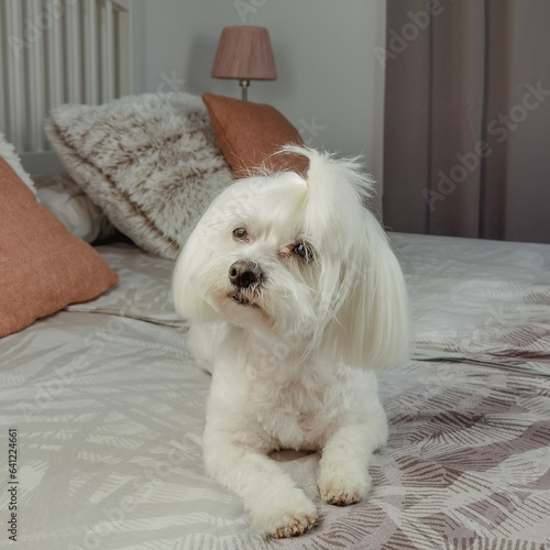 Cute maltese dog on bed 