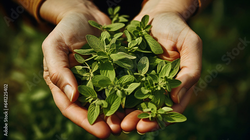 close-up partial view of farmer holding organic oregano. Generative AI.