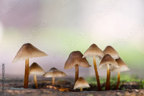 Enchanting Explorations: The Captivating Realm of Mushrooms photo