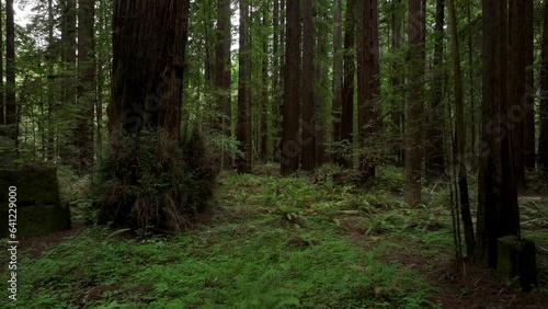 Aerial California thru coastal redwoods forest fast. Northern ocean shoreline coastal ecosystem landscape. Sequoia are tallest trees on earth. Forest old growth temperate rainforests.