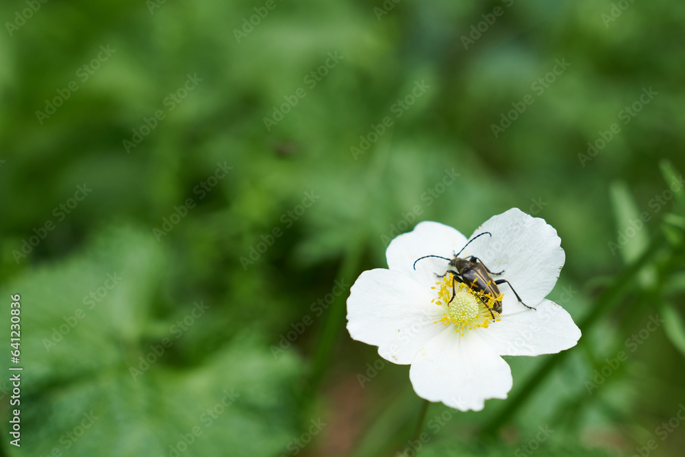 Fototapeta premium Beetle on white flower on blurred green background. Macro