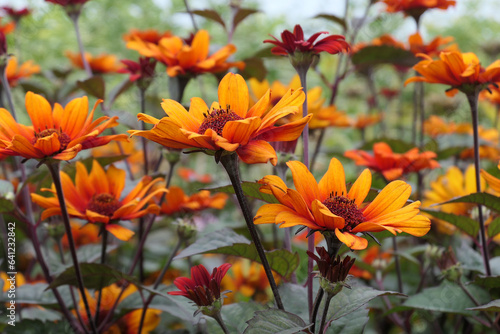 Closeup of the golden orange red flowers of the summer flowering herbaceous perennial garden plant Heliopsis elianthoides var. scabra.