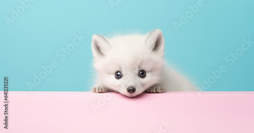 Creative animal concept. Artic Fox peeking over pastel bright background. advertisement, banner, card. copy text space. birthday party invite invitation © Ty