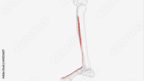 The Extensor hallucis longus (EHL) is a thin muscle, situated between the Tibialis anterior photo